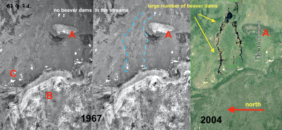 increased beaver habitat between 1967 and 2004